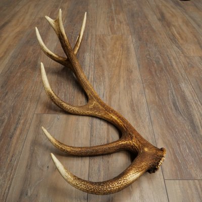 Corna di cervo rosso, 14 punte, peso 1,45 kg, lunghezza 70 cm, corna di cervo cadute, 71.1.192