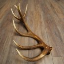 Corna di cervo rosso, 14 punte, peso 1,45 kg, lunghezza 70 cm, corna di cervo cadute, 71.1.192