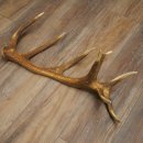 Corna di cervo rosso, 14 punte, peso 1,45 kg, lunghezza 70 cm, corna di cervo cadute, 71.1.192