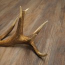 Corna di cervo rosso, 14 punte, peso 1,45 kg, lunghezza 70 cm, corna di cervo cadute, 71.1.192