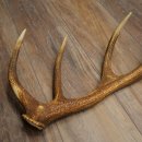 Corna di cervo rosso, 14 punte, peso 1,45 kg, lunghezza 70 cm, corna di cervo cadute, 71.1.192
