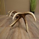 Corna di cervo rosso, 14 punte, peso 1,45 kg, lunghezza 70 cm, corna di cervo cadute, 71.1.192