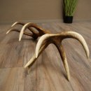 Corna di cervo rosso, 14 punte, peso 1,45 kg, lunghezza 70 cm, corna di cervo cadute, 71.1.192