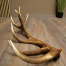 Corna di cervo rosso, 14 punte, peso 1,45 kg, lunghezza 70 cm, corna di cervo cadute, 71.1.192
