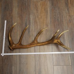 Corna di cervo rosso, 14 punte, peso 1,45 kg, lunghezza 70 cm, corna di cervo cadute, 71.1.192