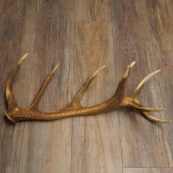 Corna di cervo rosso, 14 punte, peso 1,45 kg, lunghezza 70 cm, corna di cervo cadute, 71.1.192