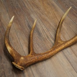 Corna di cervo rosso, 14 punte, peso 1,45 kg, lunghezza 70 cm, corna di cervo cadute, 71.1.192