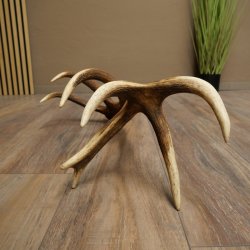 Corna di cervo rosso, 14 punte, peso 1,45 kg, lunghezza 70 cm, corna di cervo cadute, 71.1.192