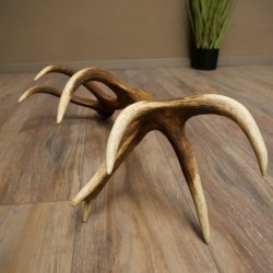 Corna di cervo rosso, 14 punte, peso 1,45 kg, lunghezza 70 cm, corna di cervo cadute, 71.1.192