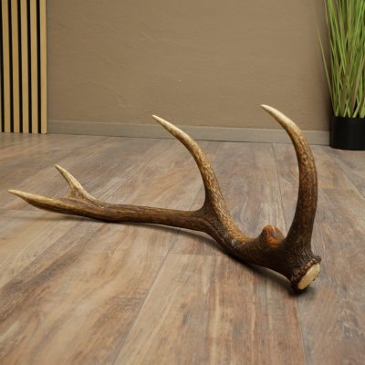 Corna di cervo rosso, 14 punte, peso 1,45 kg, lunghezza 70 cm, corna di cervo cadute, 71.1.192