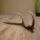 Corna di cervo rosso, 14 punte, peso 1,45 kg, lunghezza 70 cm, corna di cervo cadute, 71.1.192