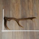 Corna di cervo rosso, 14 punte, peso 1,45 kg, lunghezza 70 cm, corna di cervo cadute, 71.1.192