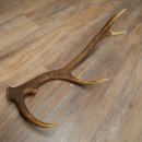 Corna di cervo rosso, 14 punte, peso 1,45 kg, lunghezza 70 cm, corna di cervo cadute, 71.1.192