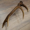 Corna di cervo rosso, 14 punte, peso 1,45 kg, lunghezza 70 cm, corna di cervo cadute, 71.1.192