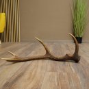 Corna di cervo rosso, 14 punte, peso 1,45 kg, lunghezza 70 cm, corna di cervo cadute, 71.1.192