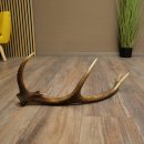 Corna di cervo rosso, 14 punte, peso 1,45 kg, lunghezza 70 cm, corna di cervo cadute, 71.1.192