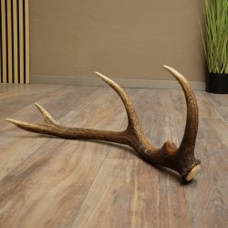 Corna di cervo rosso, 14 punte, peso 1,45 kg, lunghezza 70 cm, corna di cervo cadute, 71.1.192