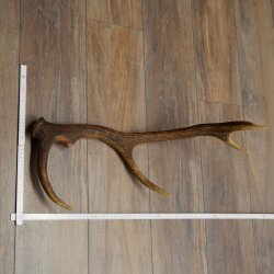 Corna di cervo rosso, 14 punte, peso 1,45 kg, lunghezza 70 cm, corna di cervo cadute, 71.1.192