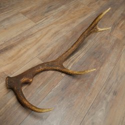 Corna di cervo rosso, 14 punte, peso 1,45 kg, lunghezza 70 cm, corna di cervo cadute, 71.1.192