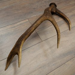 Corna di cervo rosso, 14 punte, peso 1,45 kg, lunghezza 70 cm, corna di cervo cadute, 71.1.192