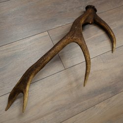 Corna di cervo rosso, 14 punte, peso 1,45 kg, lunghezza 70 cm, corna di cervo cadute, 71.1.192