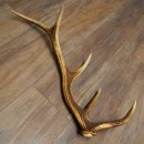 Corna di cervo rosso, 14 punte, peso 1,45 kg, lunghezza 70 cm, corna di cervo cadute, 71.1.192
