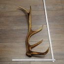 Corna di cervo rosso, 14 punte, peso 1,45 kg, lunghezza 70 cm, corna di cervo cadute, 71.1.192