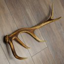 Corna di cervo rosso, 14 punte, peso 1,45 kg, lunghezza 70 cm, corna di cervo cadute, 71.1.192