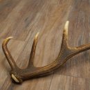 Corna di cervo rosso, 14 punte, peso 1,45 kg, lunghezza 70 cm, corna di cervo cadute, 71.1.192