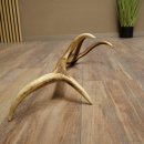 Corna di cervo rosso, 14 punte, peso 1,45 kg, lunghezza 70 cm, corna di cervo cadute, 71.1.192