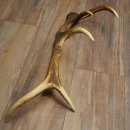 Corna di cervo rosso, 14 punte, peso 1,45 kg, lunghezza 70 cm, corna di cervo cadute, 71.1.192