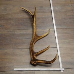 Corna di cervo rosso, 14 punte, peso 1,45 kg, lunghezza 70 cm, corna di cervo cadute, 71.1.192