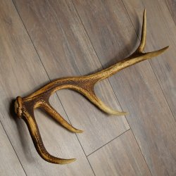 Corna di cervo rosso, 14 punte, peso 1,45 kg, lunghezza 70 cm, corna di cervo cadute, 71.1.192