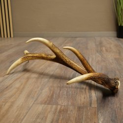 Corna di cervo rosso, 14 punte, peso 1,45 kg, lunghezza 70 cm, corna di cervo cadute, 71.1.192