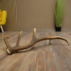 Corna di cervo rosso, 14 punte, peso 1,45 kg, lunghezza 70 cm, corna di cervo cadute, 71.1.192