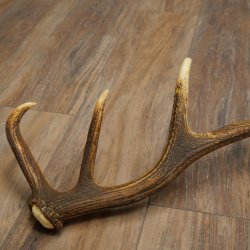 Corna di cervo rosso, 14 punte, peso 1,45 kg, lunghezza 70 cm, corna di cervo cadute, 71.1.192