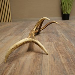 Corna di cervo rosso, 14 punte, peso 1,45 kg, lunghezza 70 cm, corna di cervo cadute, 71.1.192