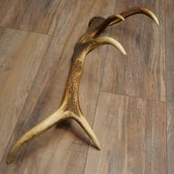 Corna di cervo rosso, 14 punte, peso 1,45 kg, lunghezza 70 cm, corna di cervo cadute, 71.1.192