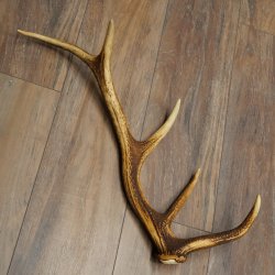 Corna di cervo rosso, 14 punte, peso 1,45 kg, lunghezza 70 cm, corna di cervo cadute, 71.1.192