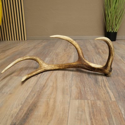 Corna di cervo rosso, 14 punte, peso 1,45 kg, lunghezza 70 cm, corna di cervo cadute, 71.1.192