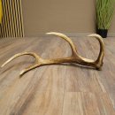 Corna di cervo rosso, 14 punte, peso 1,45 kg, lunghezza 70 cm, corna di cervo cadute, 71.1.192