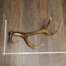 Corna di cervo rosso, 14 punte, peso 1,45 kg, lunghezza 70 cm, corna di cervo cadute, 71.1.192