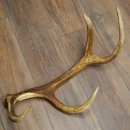 Corna di cervo rosso, 14 punte, peso 1,45 kg, lunghezza 70 cm, corna di cervo cadute, 71.1.192