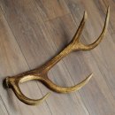 Corna di cervo rosso, 14 punte, peso 1,45 kg, lunghezza 70 cm, corna di cervo cadute, 71.1.192