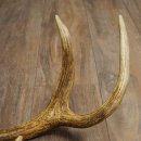 Corna di cervo rosso, 14 punte, peso 1,45 kg, lunghezza 70 cm, corna di cervo cadute, 71.1.192