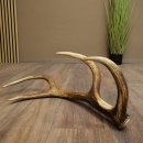 Corna di cervo rosso, 14 punte, peso 1,45 kg, lunghezza 70 cm, corna di cervo cadute, 71.1.192