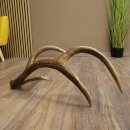 Corna di cervo rosso, 14 punte, peso 1,45 kg, lunghezza 70 cm, corna di cervo cadute, 71.1.192