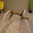 Corna di cervo rosso, 14 punte, peso 1,45 kg, lunghezza 70 cm, corna di cervo cadute, 71.1.192