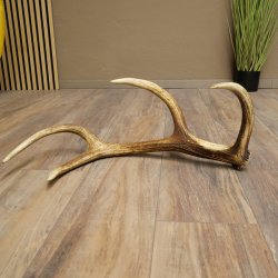 Corna di cervo rosso, 14 punte, peso 1,45 kg, lunghezza 70 cm, corna di cervo cadute, 71.1.192