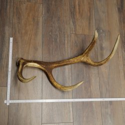 Corna di cervo rosso, 14 punte, peso 1,45 kg, lunghezza 70 cm, corna di cervo cadute, 71.1.192